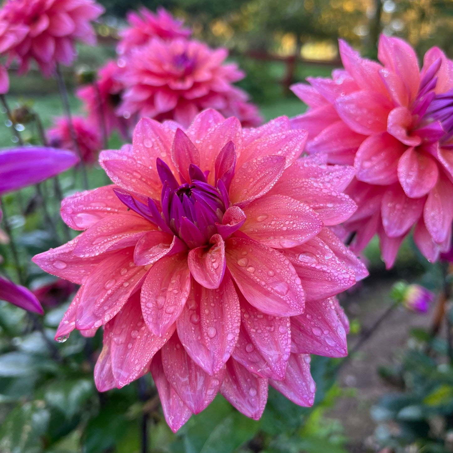 Dahlia Feline Yvonne
