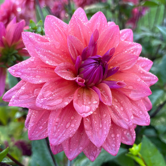 Dahlia Feline Yvonne