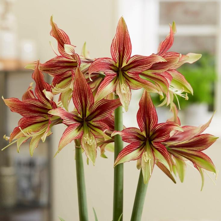 Amaryllis Mystica lökstorlek 34/36
