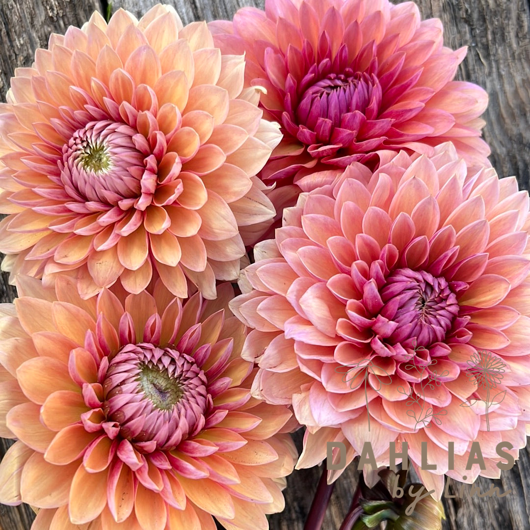 Dahlia Linn´s favoriter mix 5st knölar