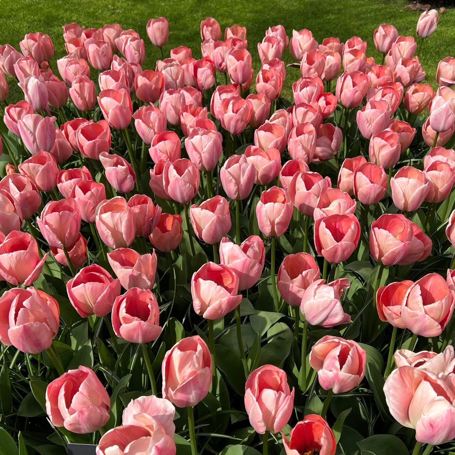 Tulpan Mystic van Eijk Darwin 7st