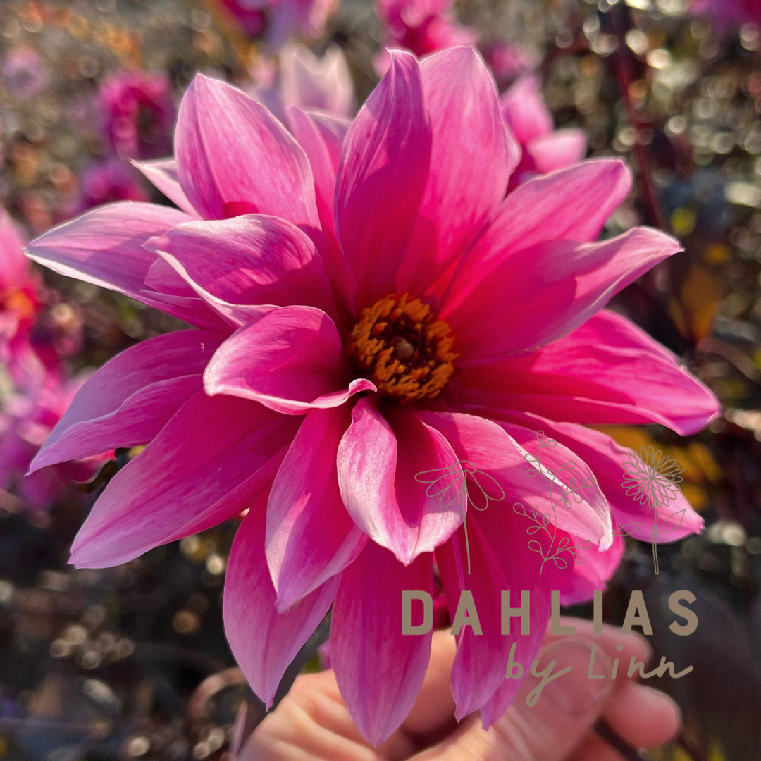 Dahlia Pollinerarnas favoriter mix 5st knölar