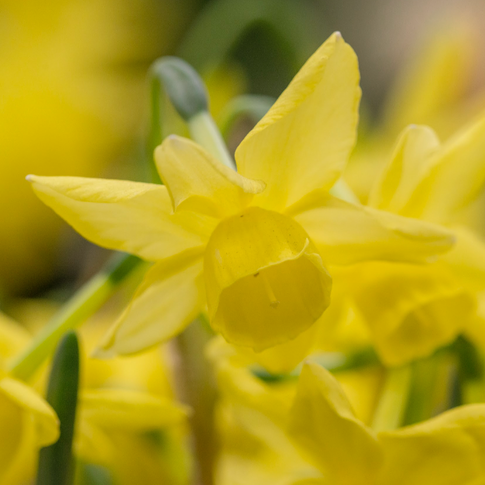 Narciss Yellow Sailboat 5st