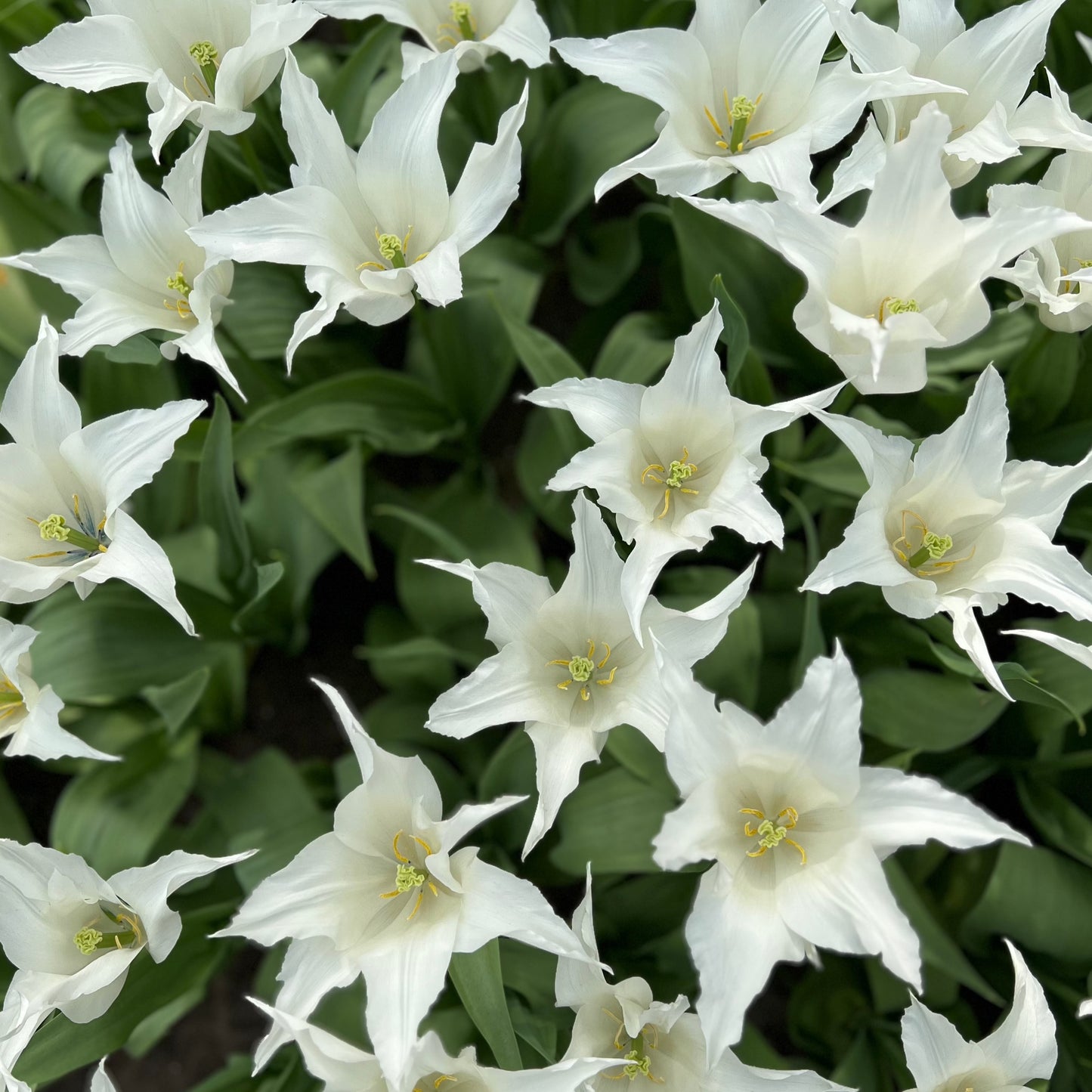 Tulpan Tres Chic Sena 7st