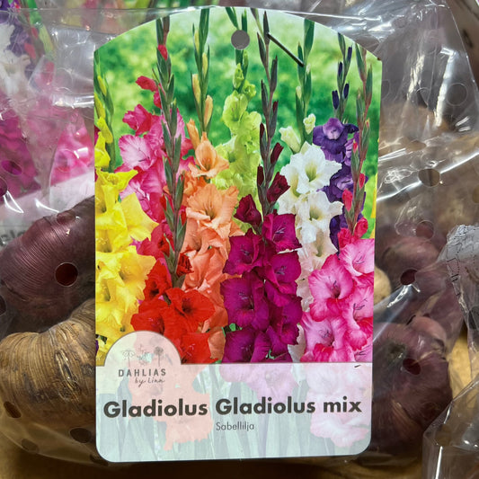 Gladiolus mix 20st