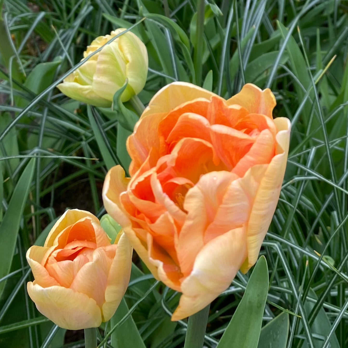 Tulpan Charming Beauty "sena" 7st