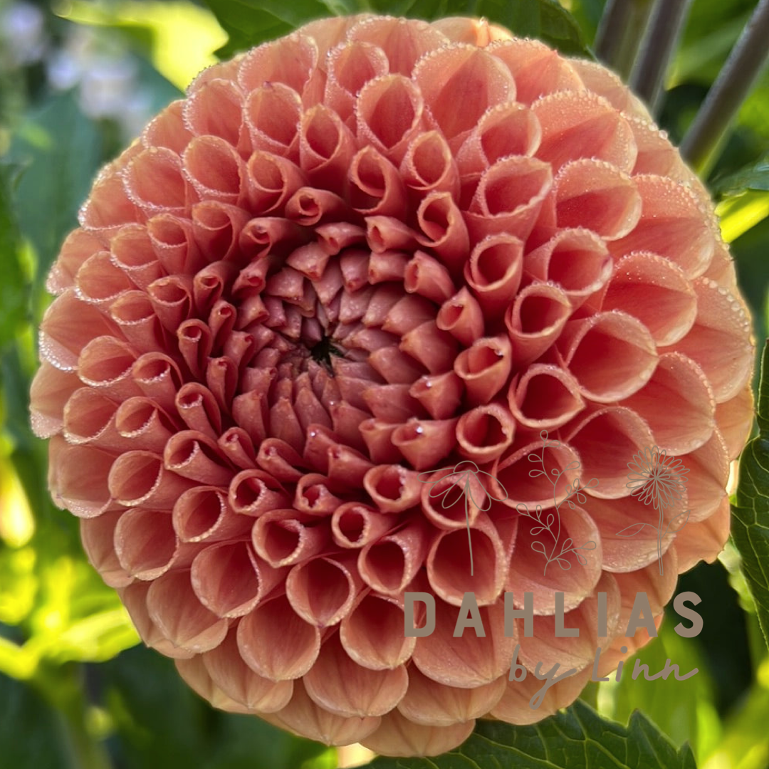 Dahlia Linn´s favoriter mix 5st knölar