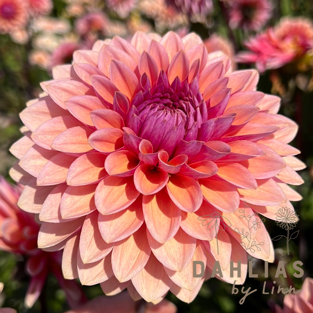 Dahlia Agnieszka´s favoriter mix 7st knölar