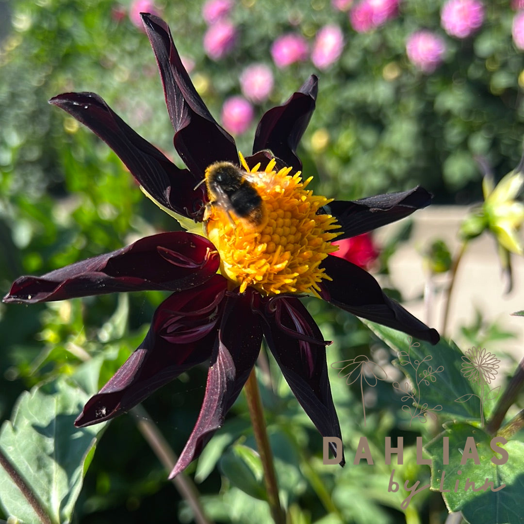 Dahlia Agnieszka´s favoriter mix 7st knölar