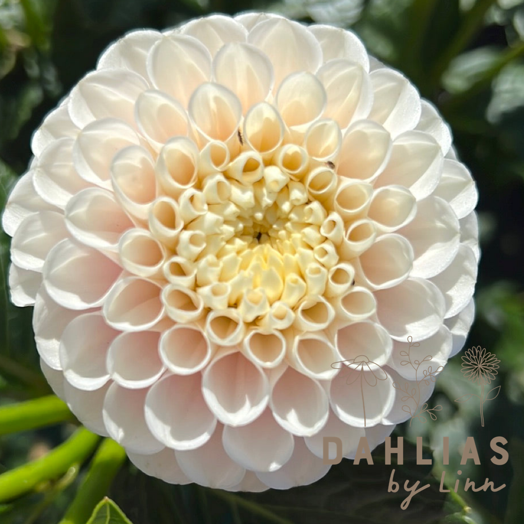 Dahlia Agnieszka´s favoriter mix 7st knölar