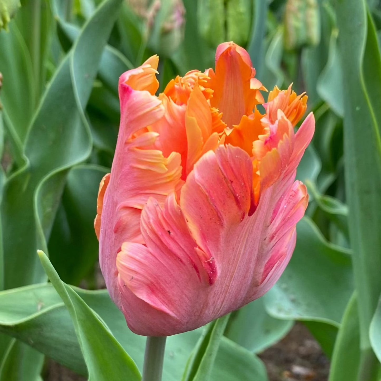 Tulpan Amazing Parrot "Sena" 7st