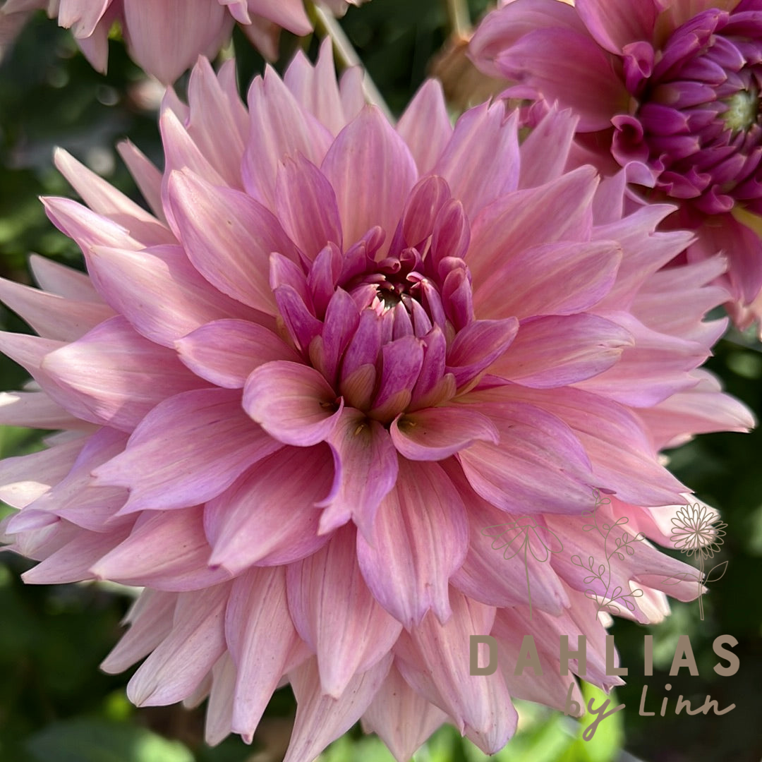 Dahlia Agnieszka´s favoriter mix 7st knölar