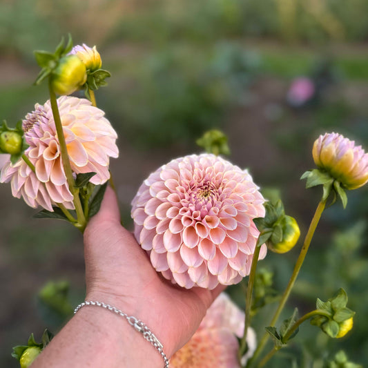 Dahlia KA's Cinder Rose™ Nyhet!