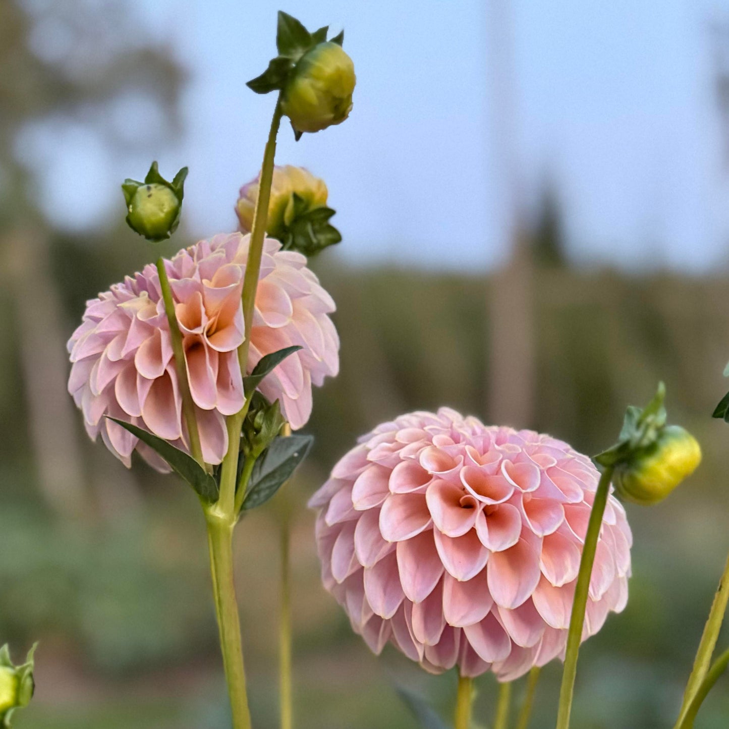 Dahlia KA's Cinder Rose™ Nyhet!