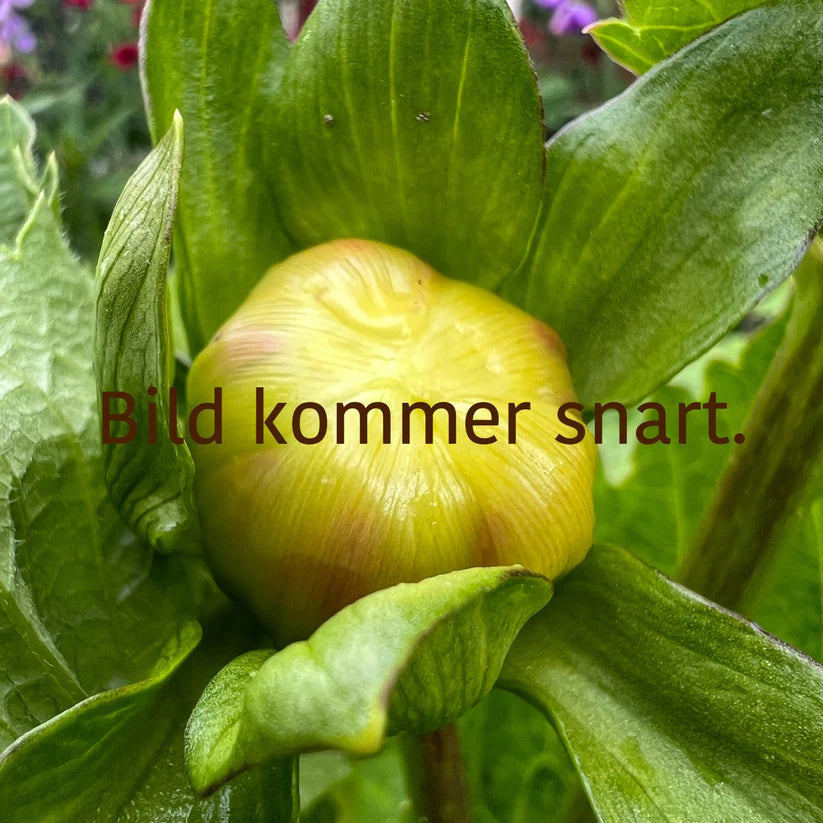 Dahlia April Heather Nyhet!