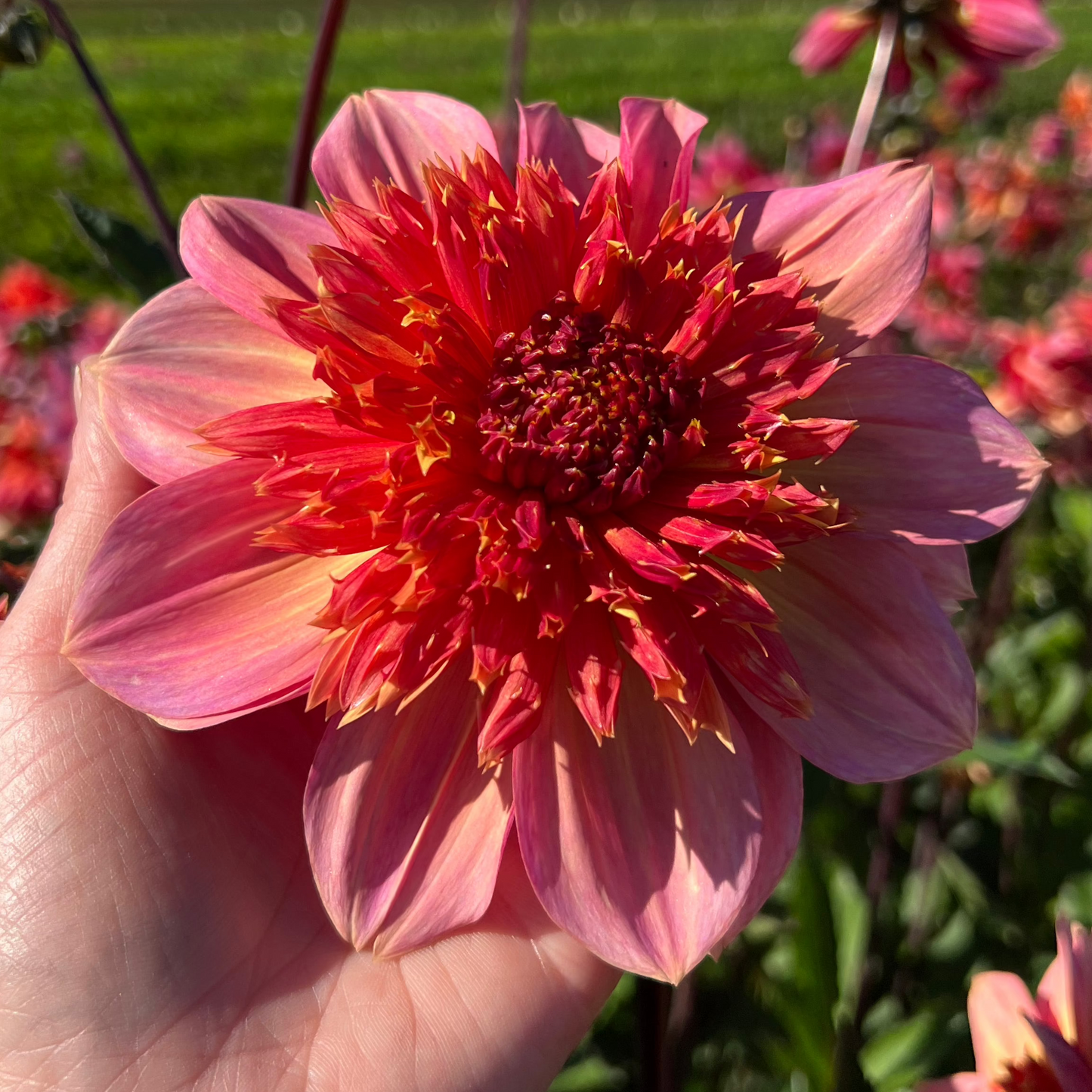 Dahlia Pollinerarnas favoriter mix 5st knölar