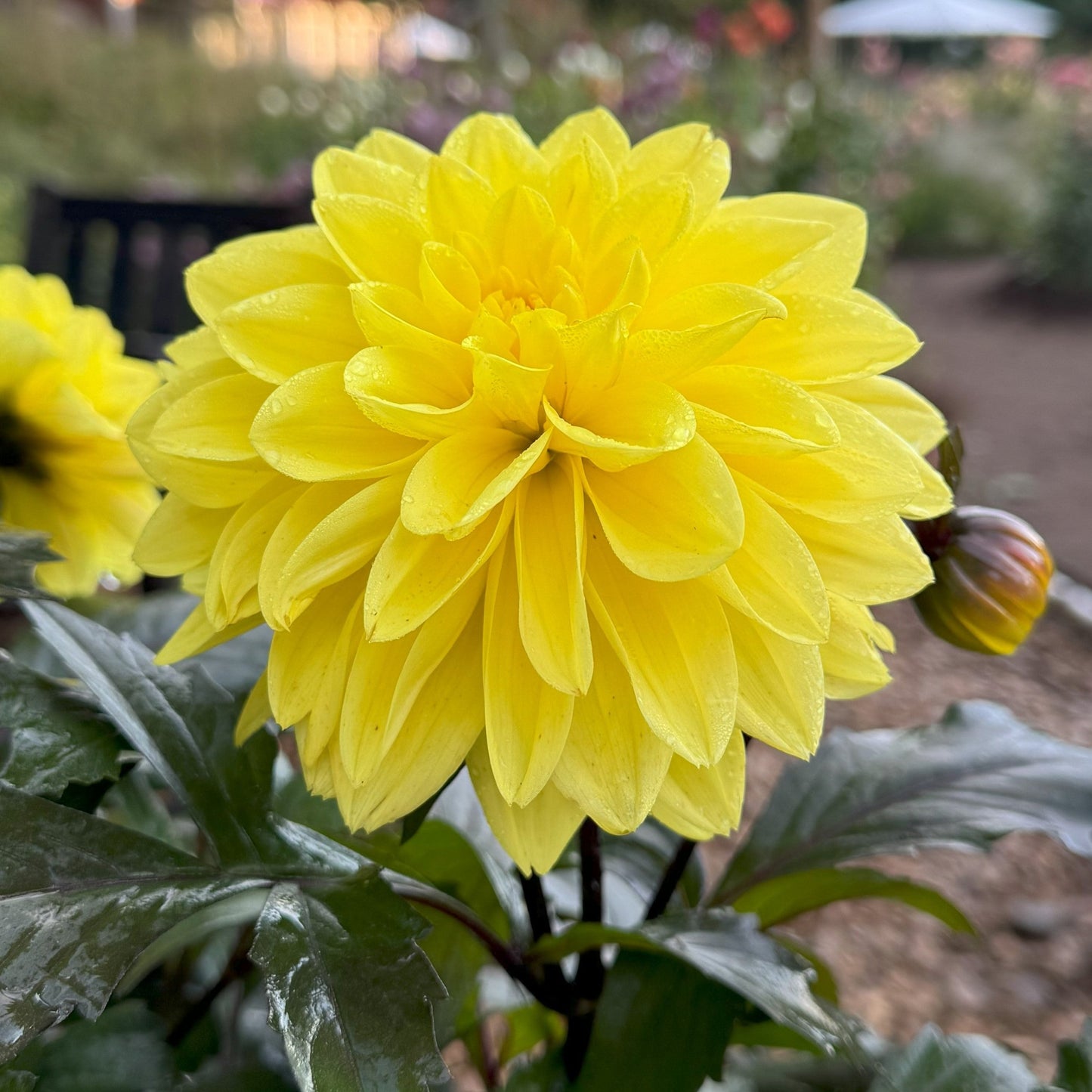 Dahlia Meteorit Nyhet!