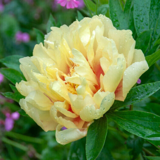 Itoh-pion 'Bartzella'