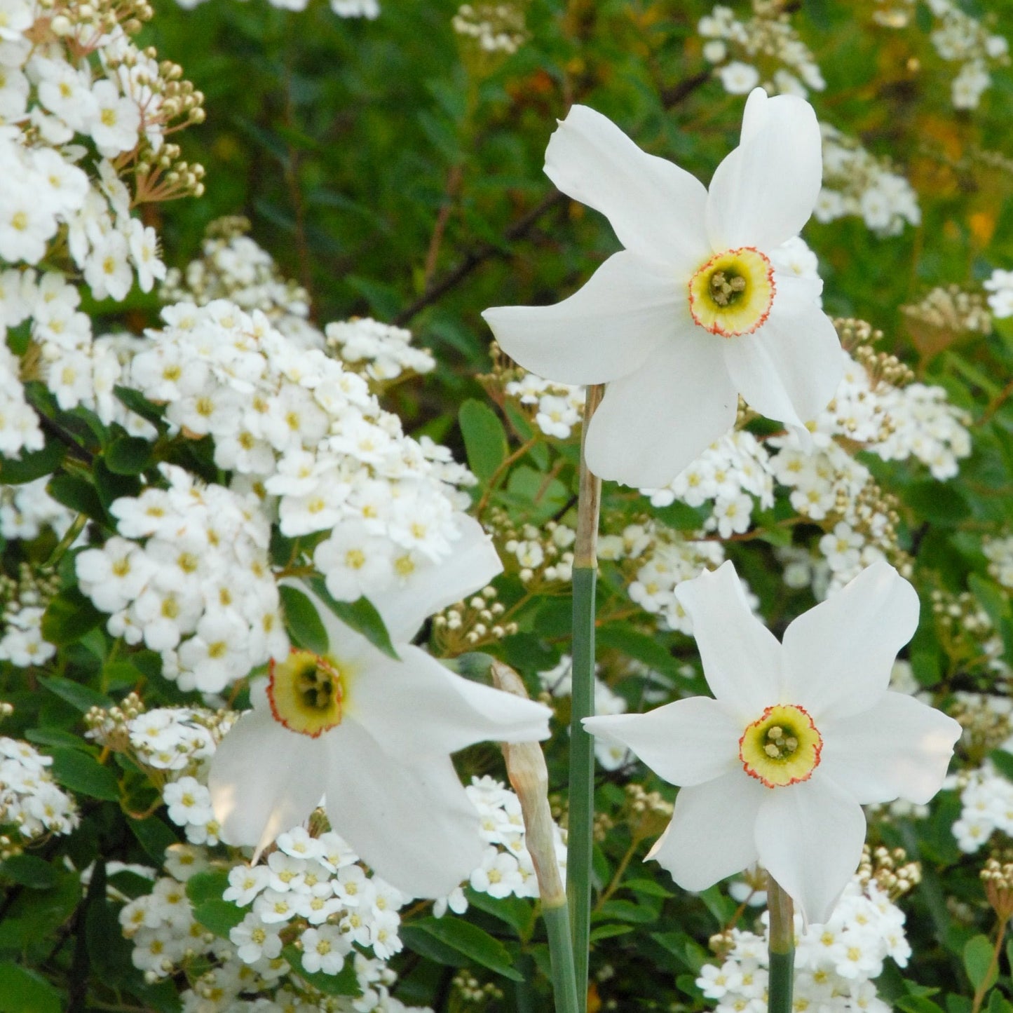 Narciss Recurvus 5st