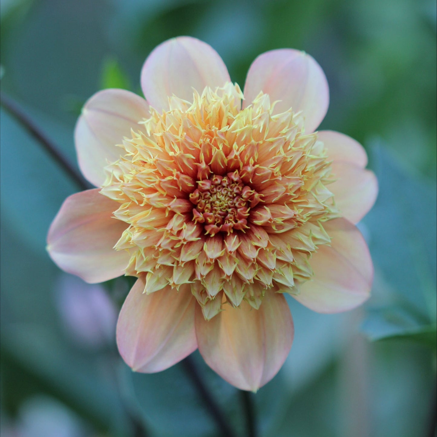Dahlia Sandia Brocade Nyhet!
