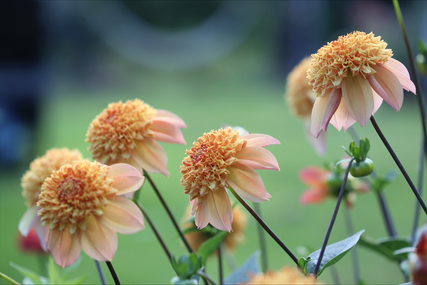 Dahlia Sandia Brocade Nyhet!