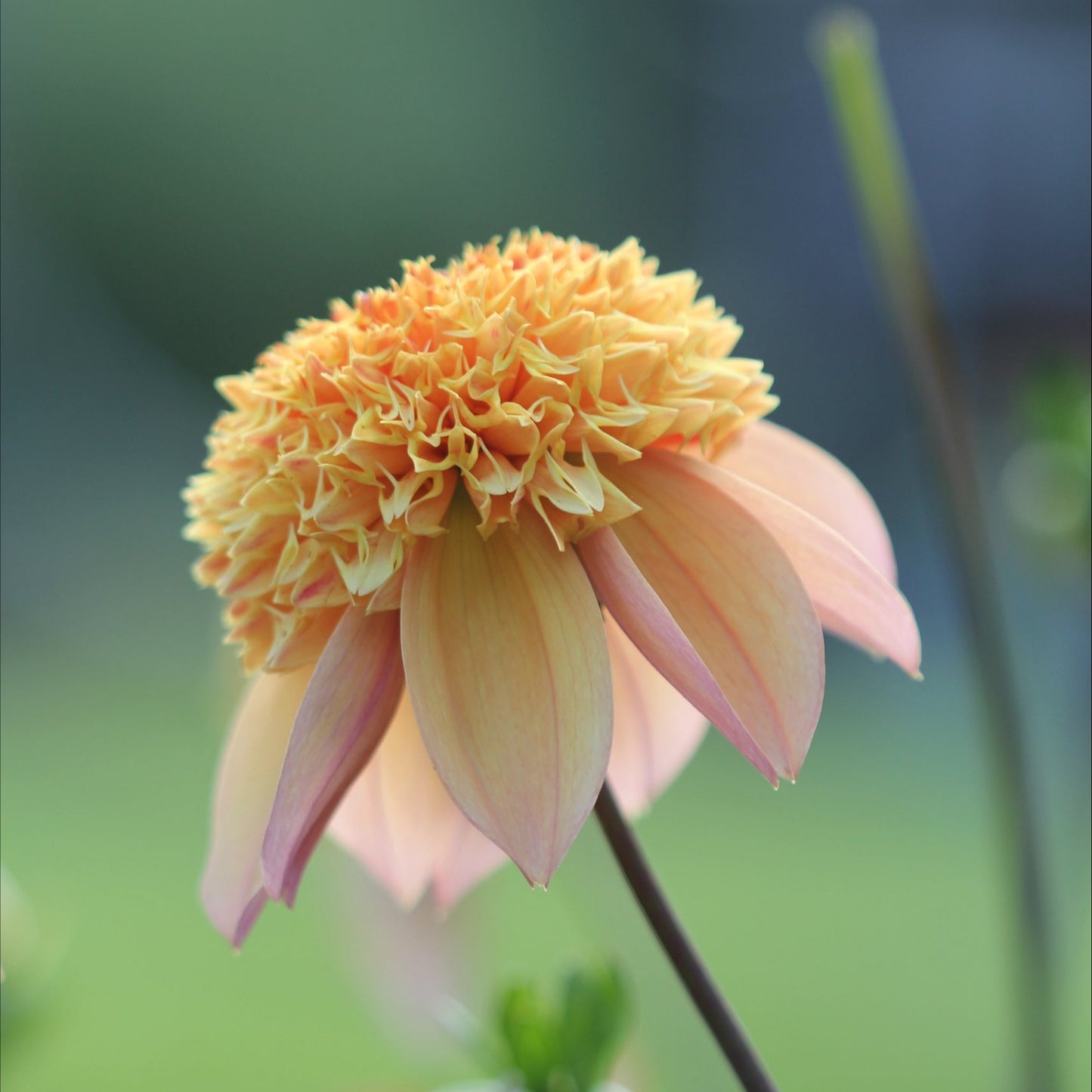 Dahlia Sandia Brocade Nyhet!