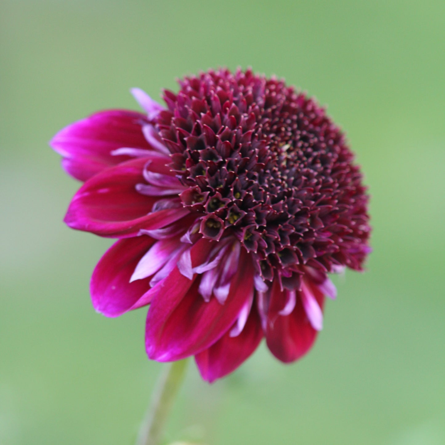 Dahlia Rosie Raven Nyhet!