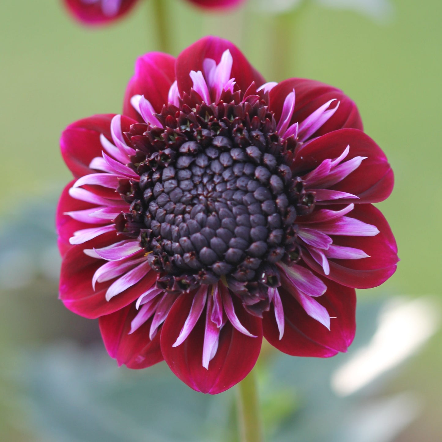 Dahlia Rosie Raven Nyhet!