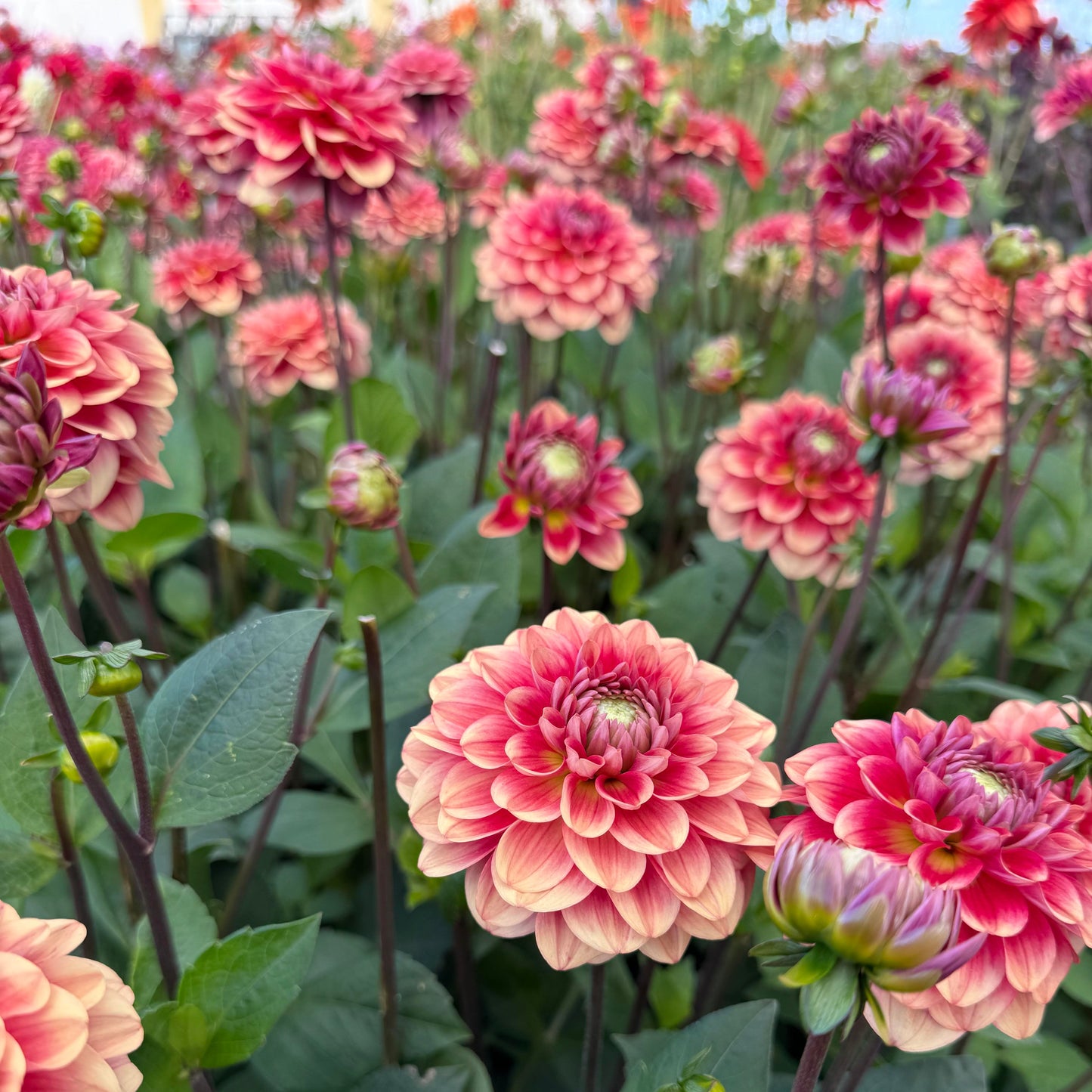Dahlia Salmon Society Nyhet!