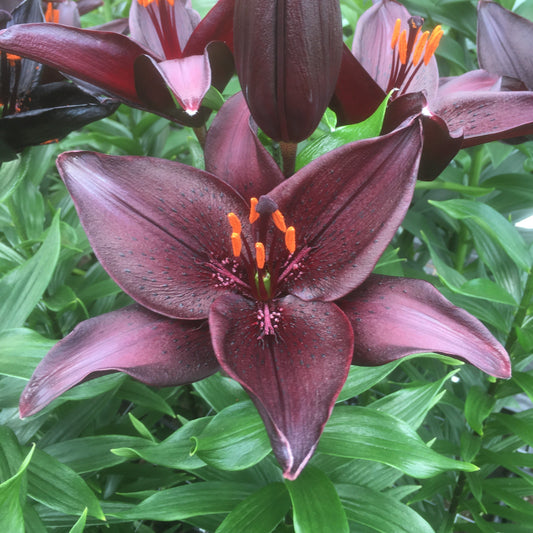 Lilja Secret Kiss 3st