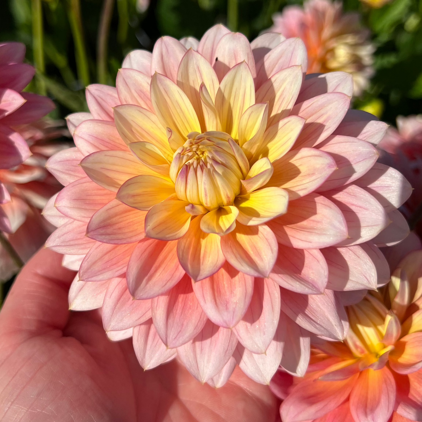 Dahlia Sheer Heaven