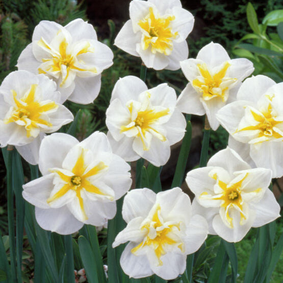 Narciss Lemon Beauty 5st