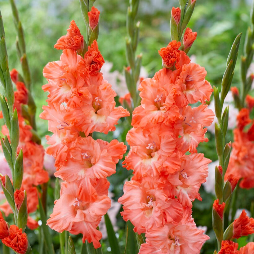 Gladiolus Teds Frizzle 10st