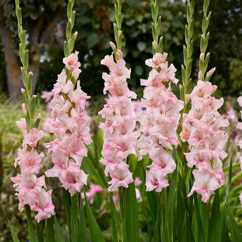 Gladiolus Adrenalin 10st
