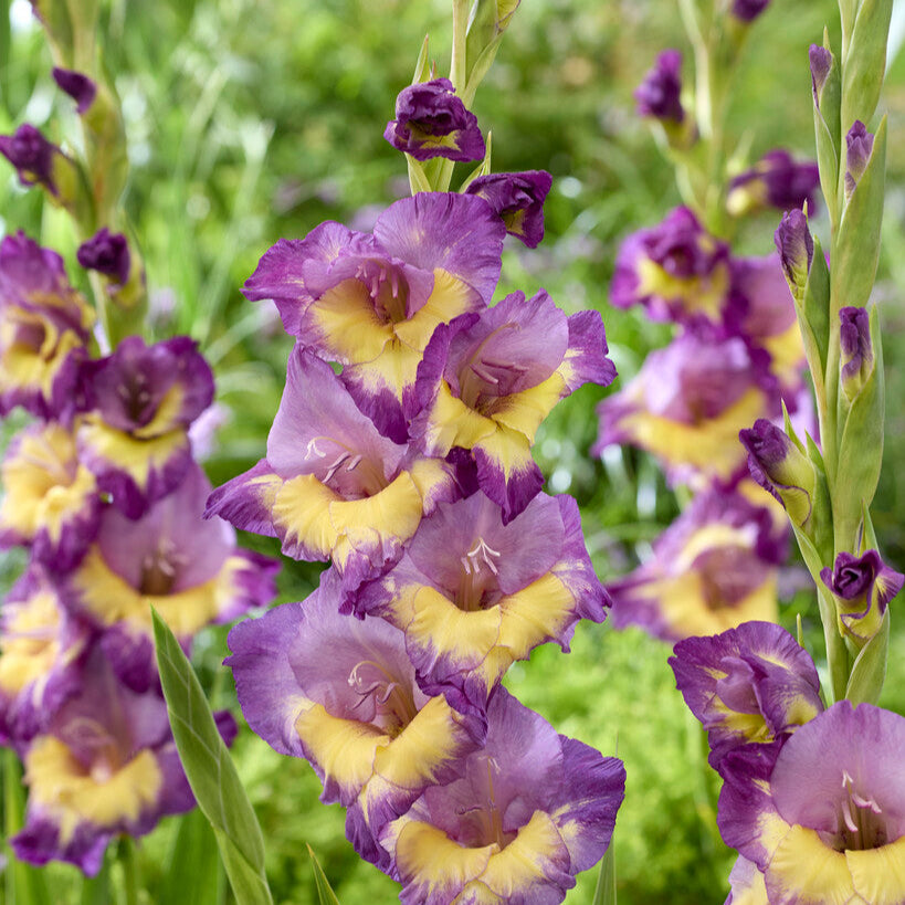 Gladiolus Dynamite 10st