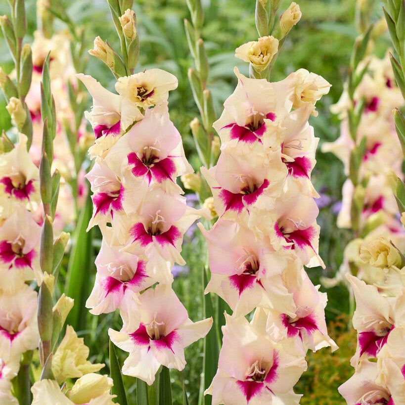 Gladiolus Amber Mistique 10st
