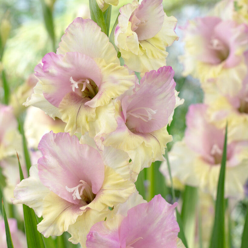 Gladiolus Mon Amour 10st