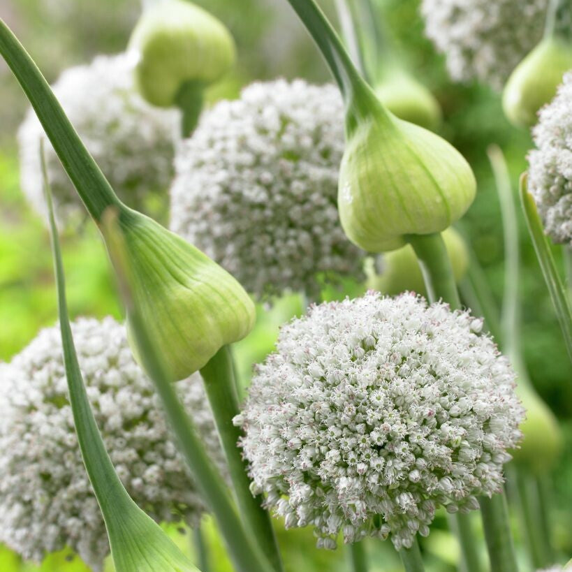 Allium Ping Pong Bollök 10 st