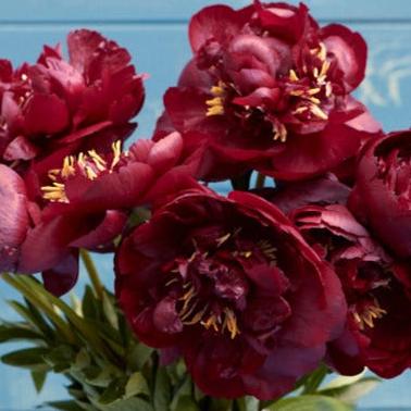 Pion Buckeye Belle