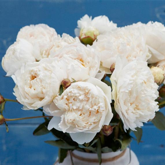 Luktpion 'Mothers Choice'