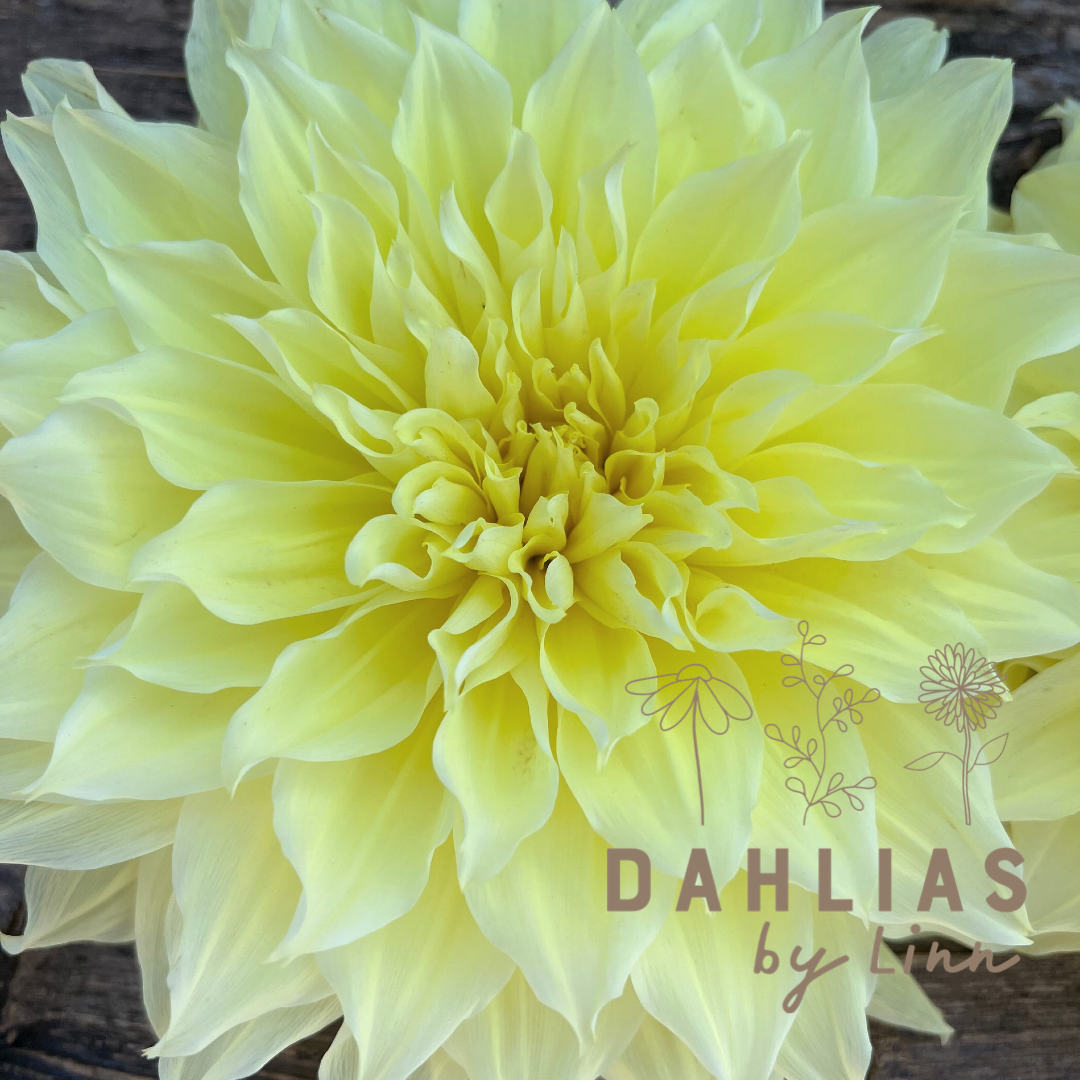 Dahlia Kelvin Floodlight