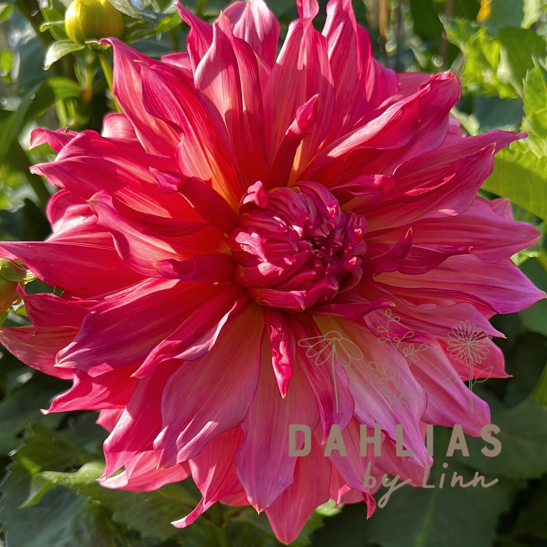 Dahlia Islander
