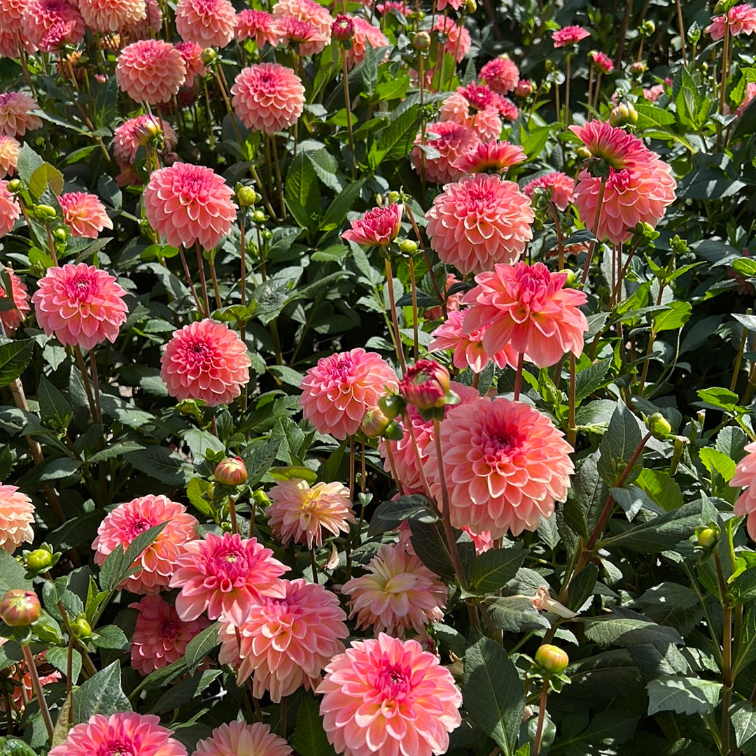 Dahlia Sebastian