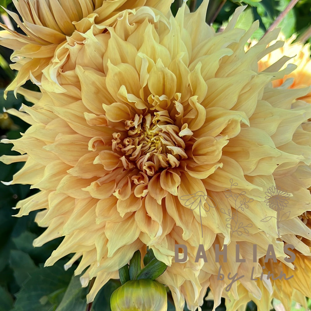 Dahlia Hamari Gold