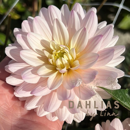 Dahlia Diana's Memory
