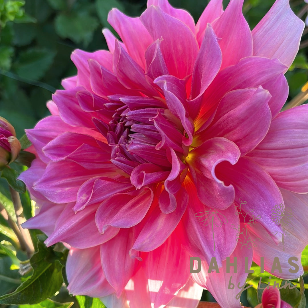 Dahlia Otto's Thrill