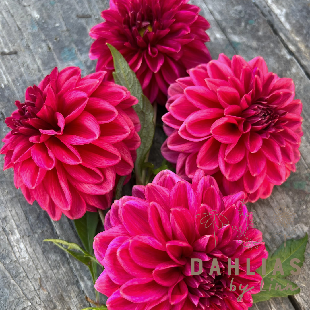 Dahlia Perch Hill