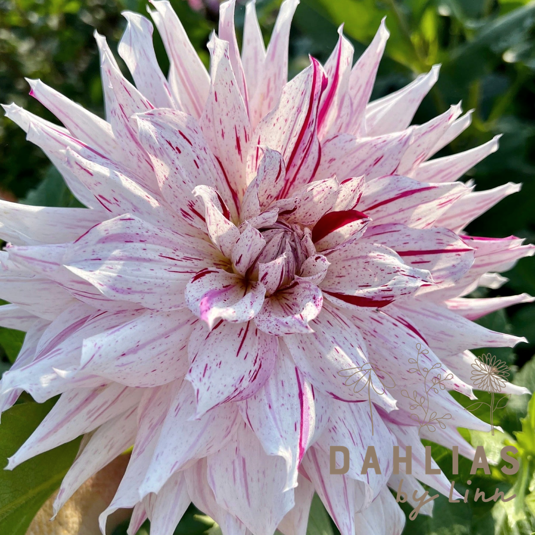 Dahlia Mick's Peppermint