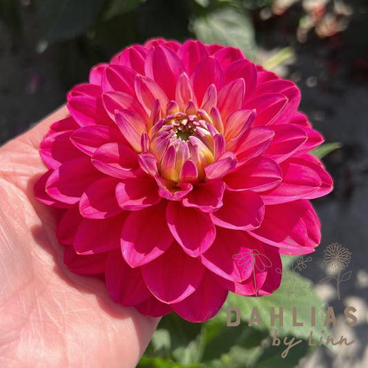 Dahlia Melody Allegro Pink