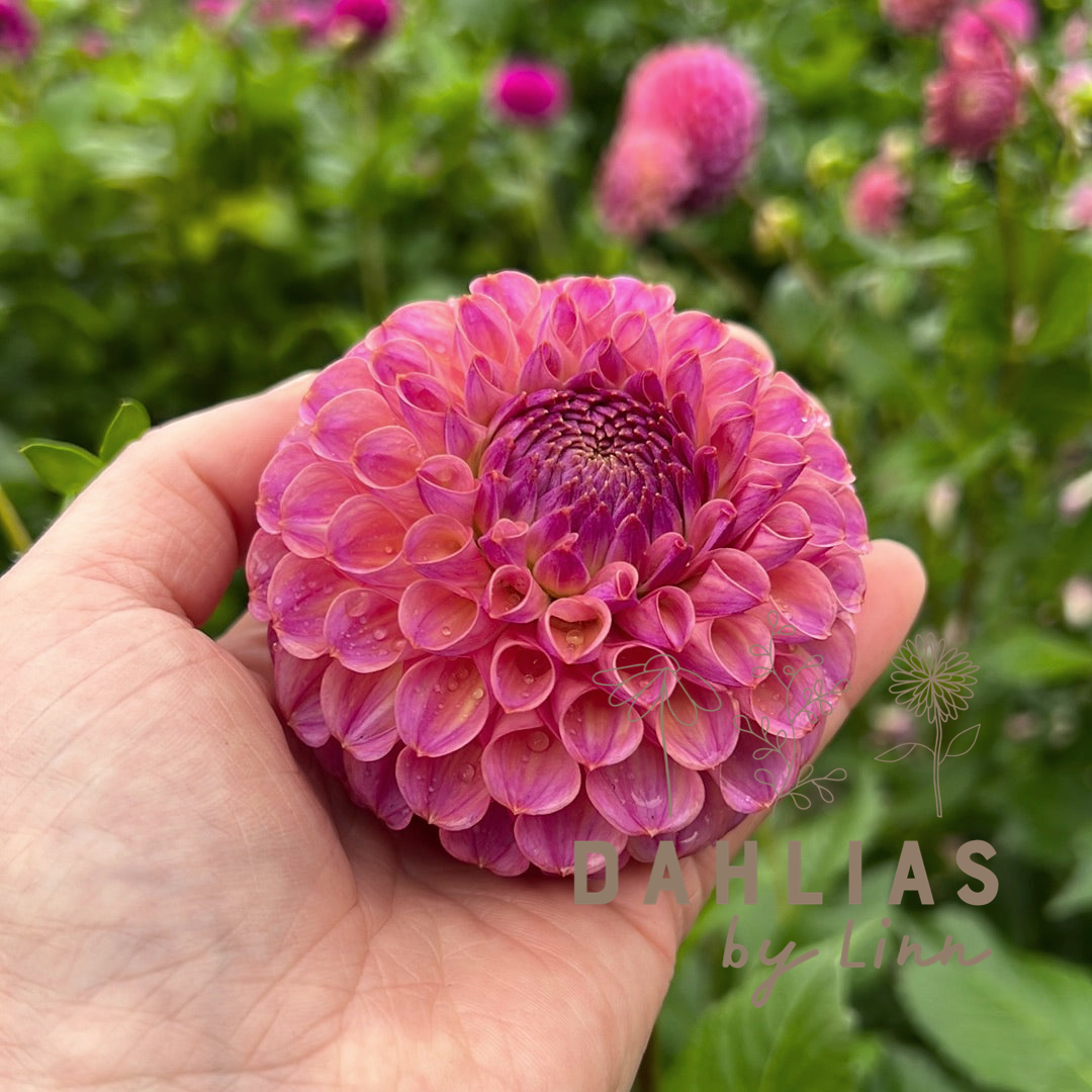 Dahlia Caitlin´s Joy